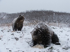 Соблюдайте осторожность: спасатели предупреждают жителей Петропавловск-Камчатского о возможной встрече с медведем